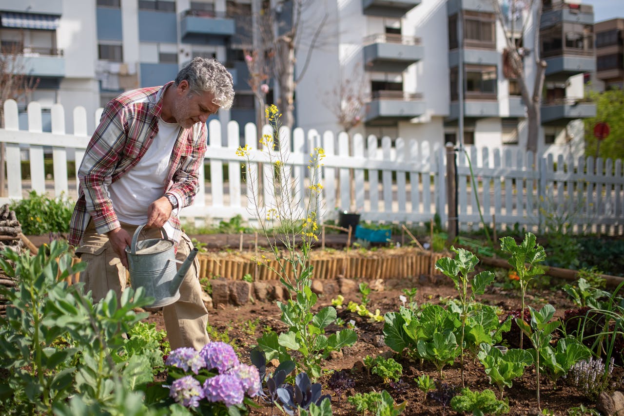 Senior man tending a vegetable garden in an urban setting, using a watering can.